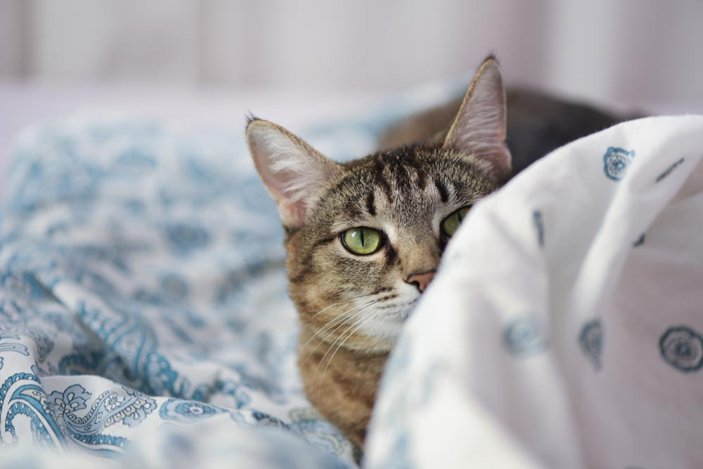 Why Do Cats Like Going Under the Covers?