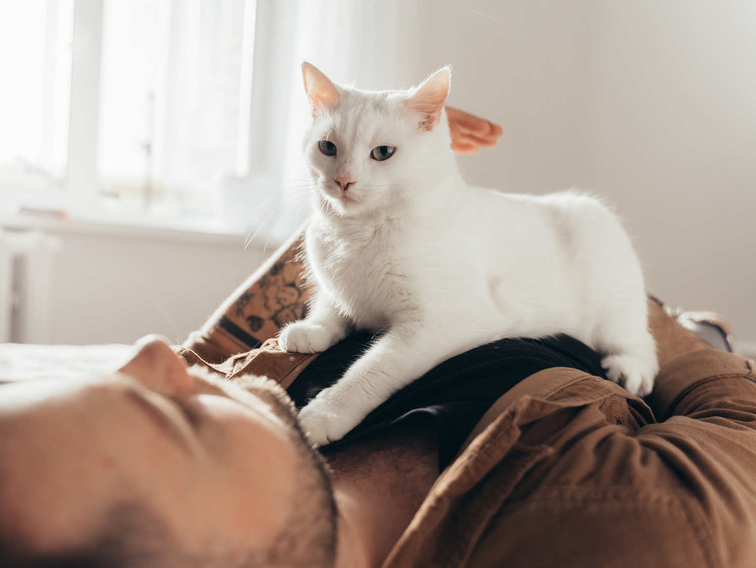 Close up view of a white cat laying on his owner's chest