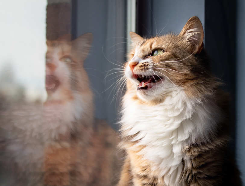 cat chirping at window