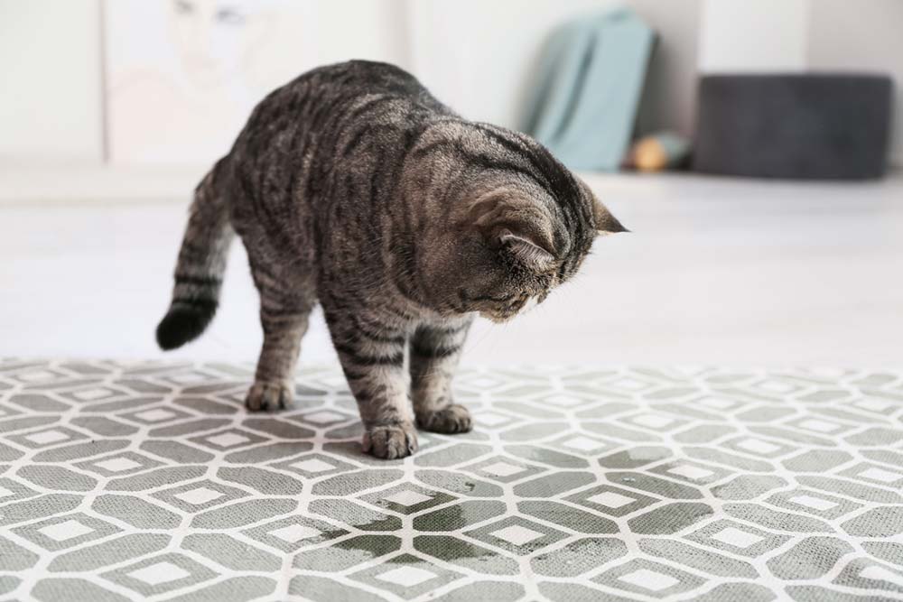 cat peeing on the floor