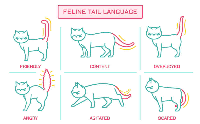 tail feline cat behaviors