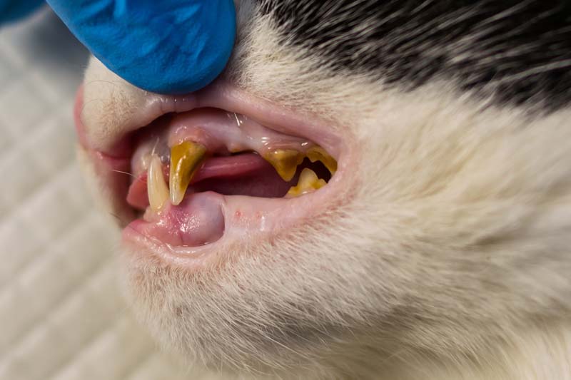 Tartar on a cat's teeth