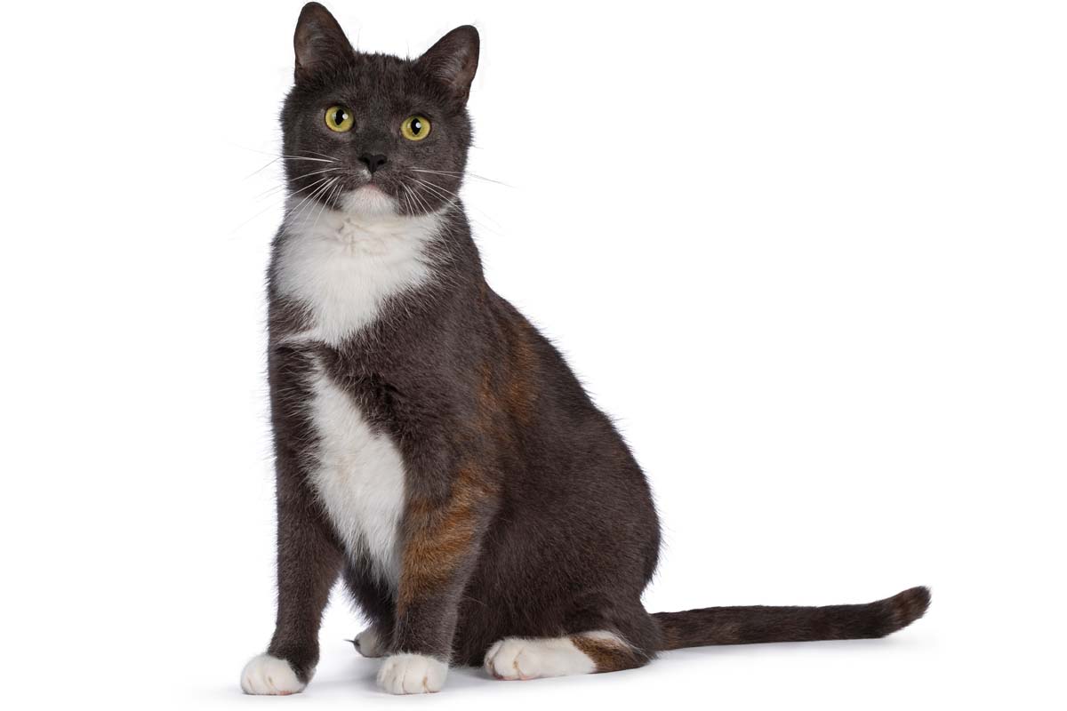 What is Klinefelter syndrome in cats?