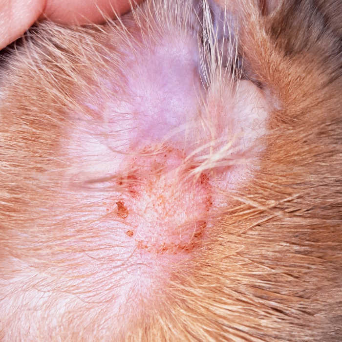 Close-up of fungal lesion in ear: circular ringworm lesion.