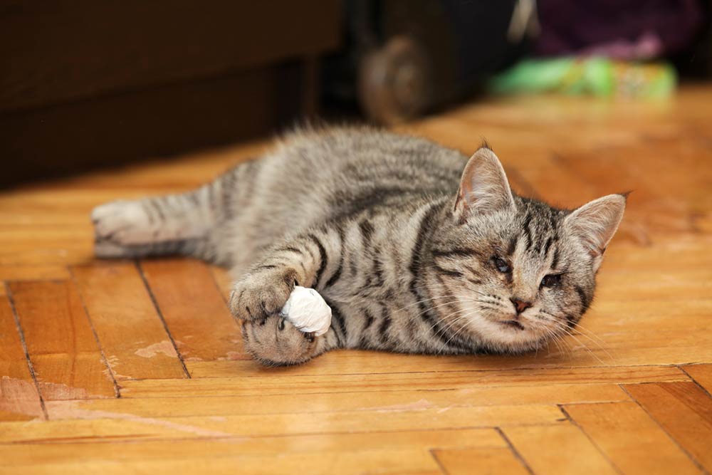 Why Your Cat Might Be Weak, Wobbly, or Dragging the Back Legs