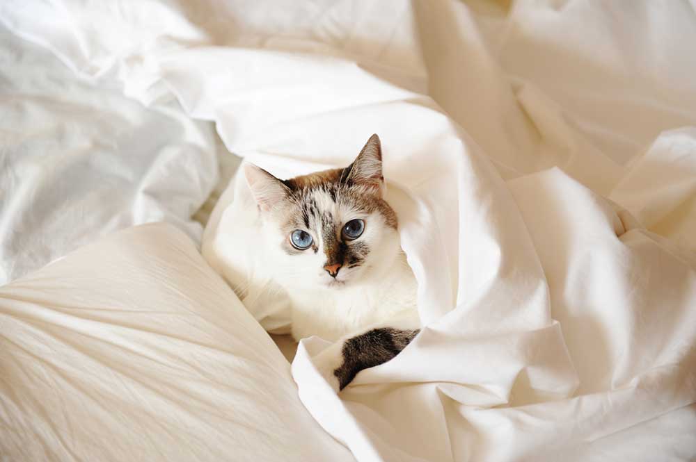 Where Should My Cat Sleep At Night?