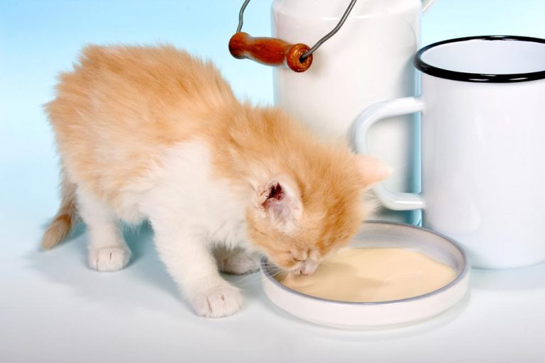Image showcasing Is it Safe for my Cat to Drink Oat Milk? How Much is Okay? - Cat-World