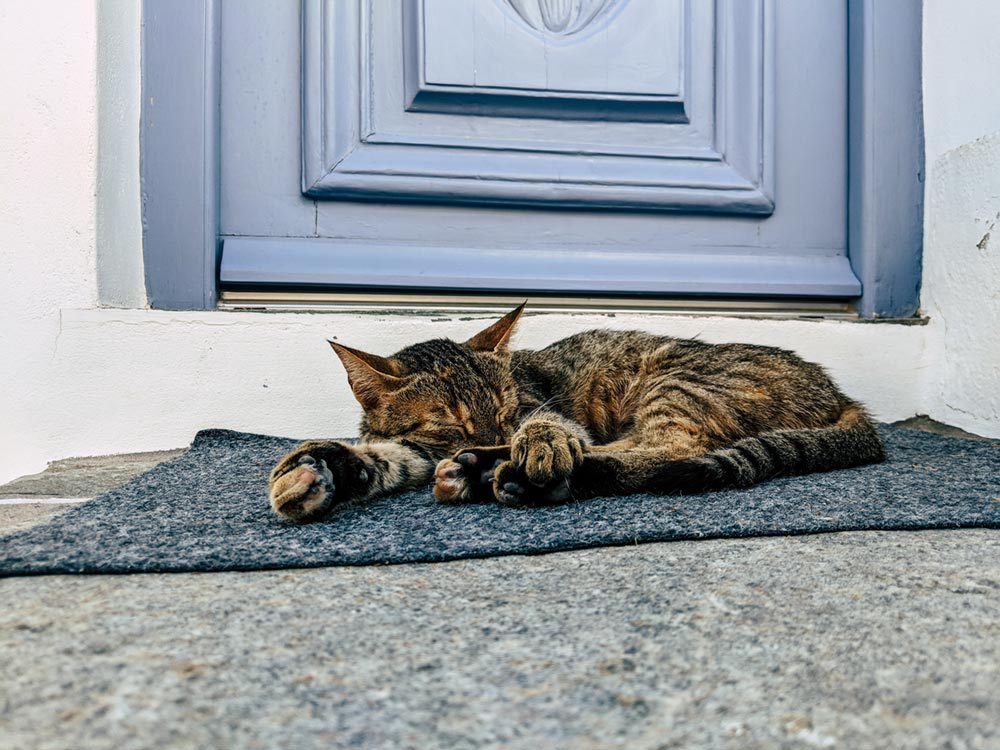 Where do cats sleep outside at night (with 6 examples)