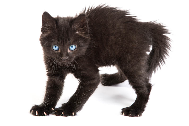 Ghost markings on a black kitten