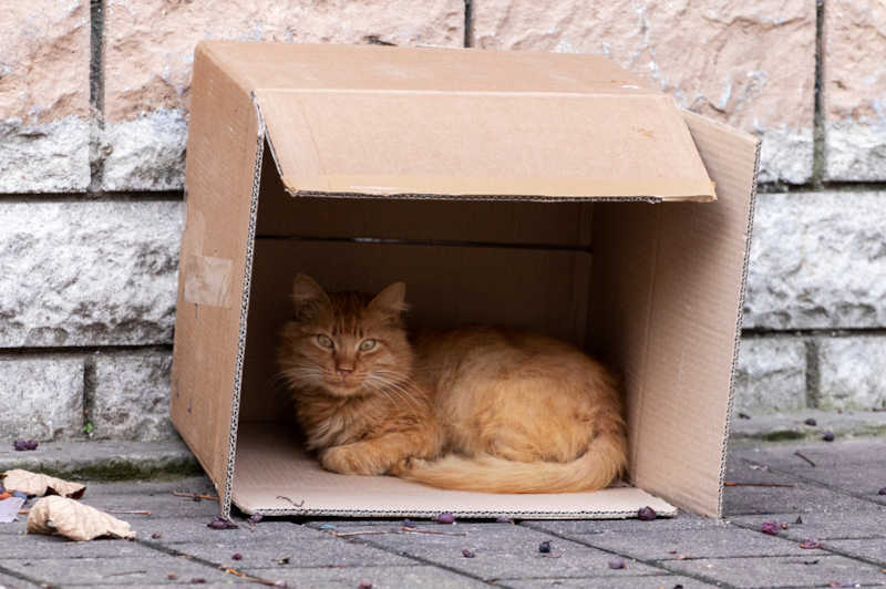 cat sleeping outside in a box