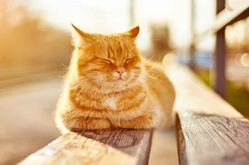 cat basking in the sun and sleeping on bench