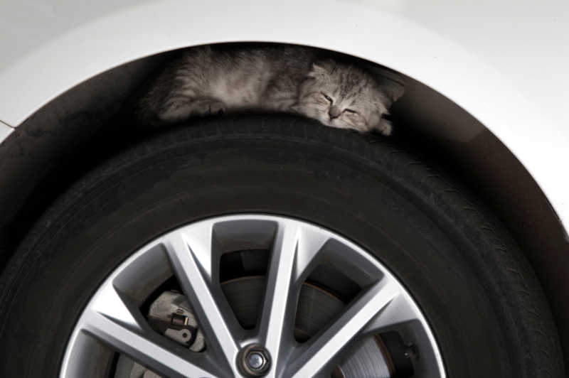 cat sleeping on a car tire