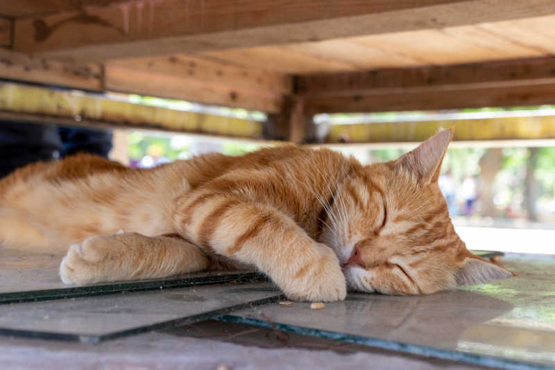 cat sleeping outside under a structure