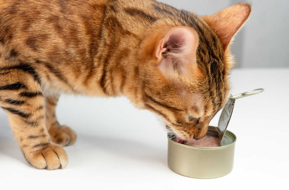 cat drinking water off tuna can