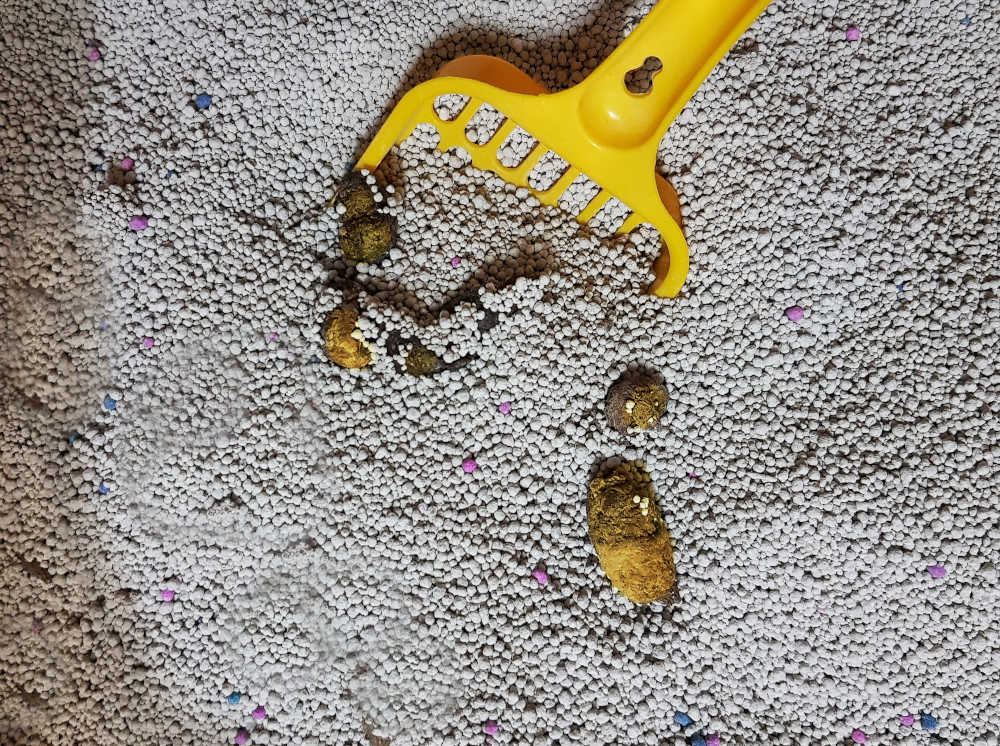 yellow cat poop in a litterbox
