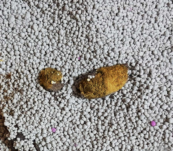 yellow cat poop with normal consistency