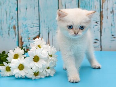 Is the Daisy Plant Poisonous to My Cat?