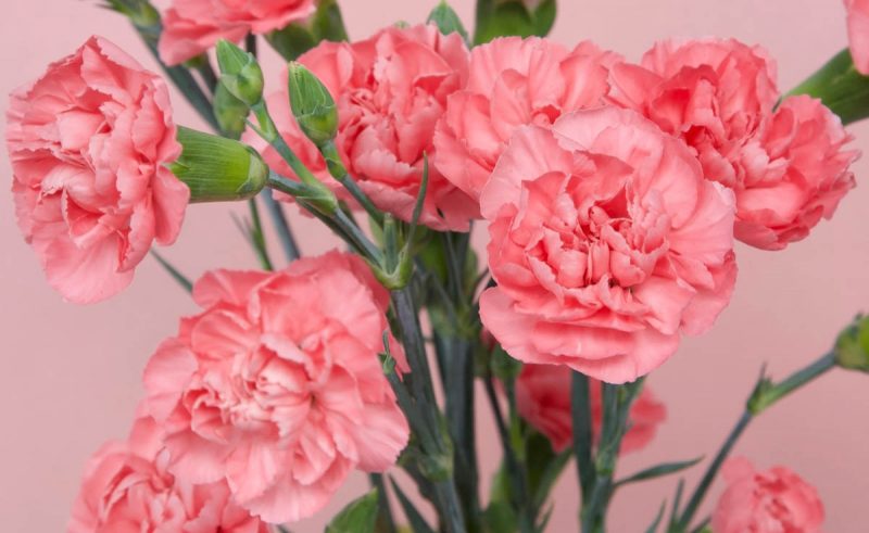 Is carnation toxic to cats?