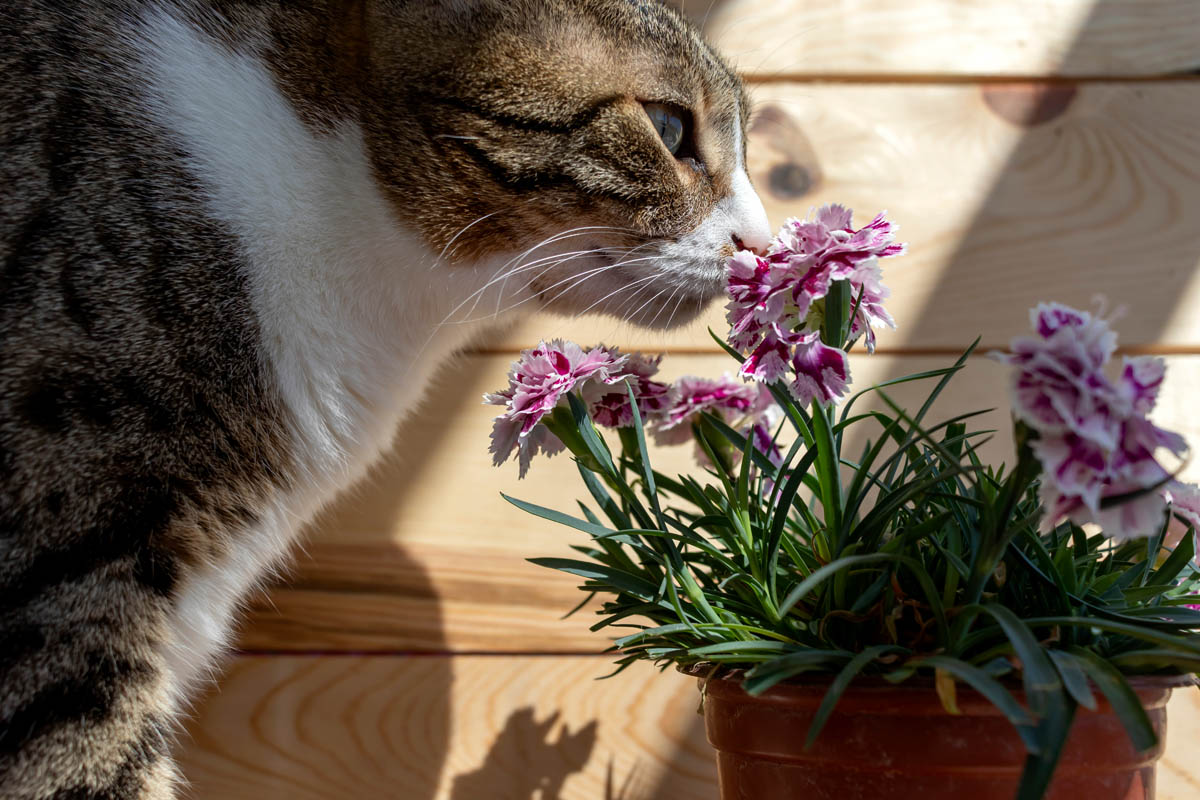 Is carnation toxic to cats?