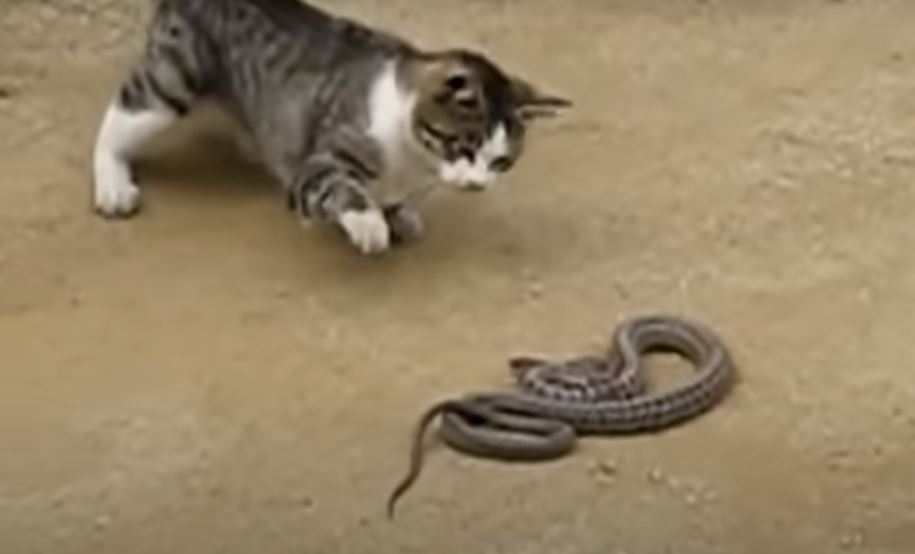 snake fighting with a cat