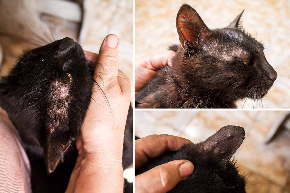 scabs on cat's head and ears