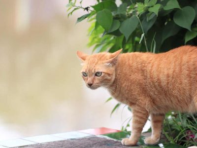 Why are Orange Tabby Cats Fat? Your Questions Answered