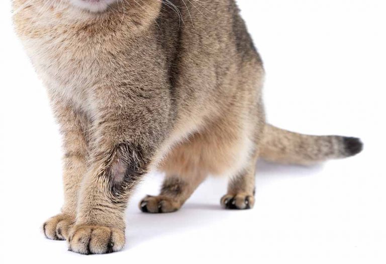 Scabs on Cats 4 Types (with Pictures) & How to Treat CatWorld
