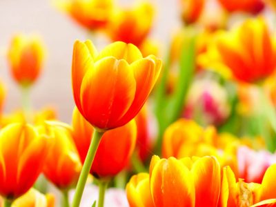Are tulips toxic to cats?