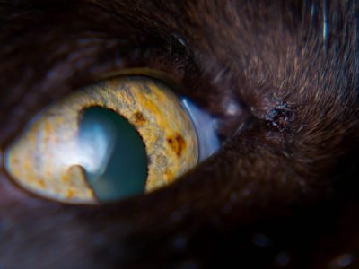 Eye colour changes in cats