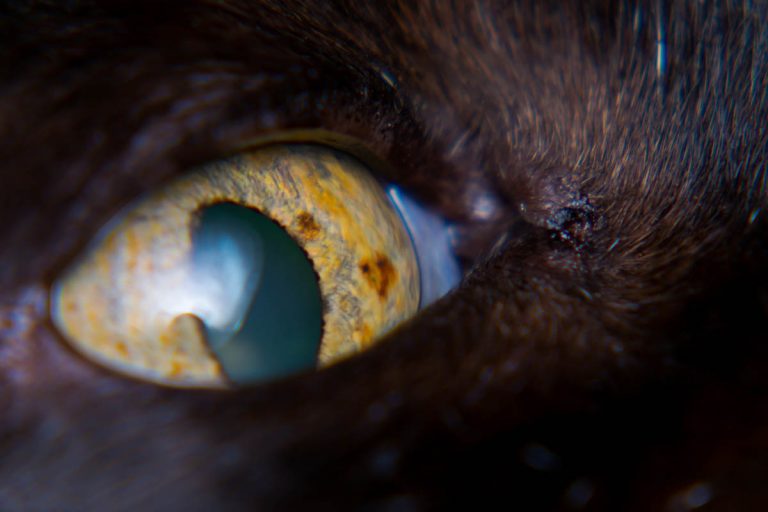 Eye Colour Changes in Cats - Cat-World