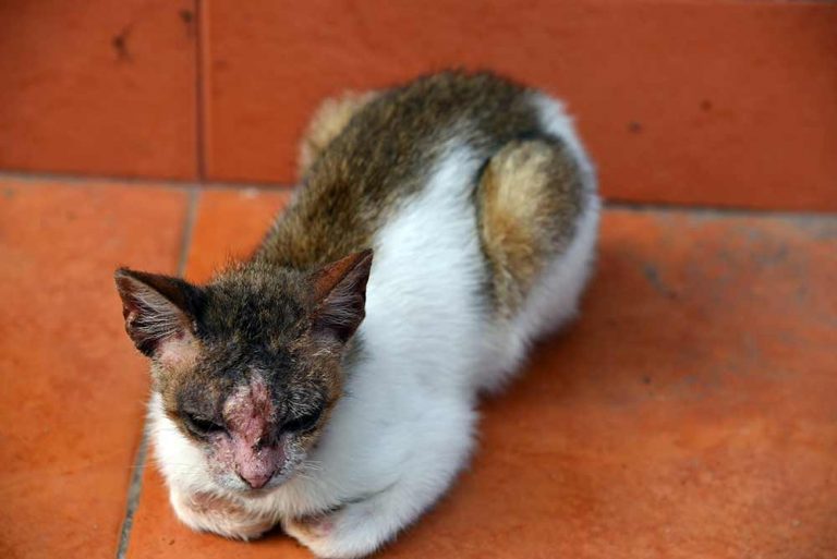 Cat Dermatitis With Pictures Our Vet Explains What To Do Cat World