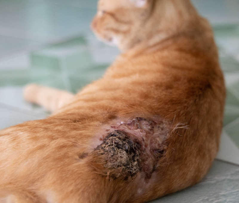 A large wound on the back of a cat caused by licking. This resulted in a hard ball of hair and extensive wounds.
