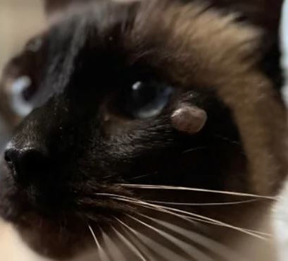 cat with cyst above the eye