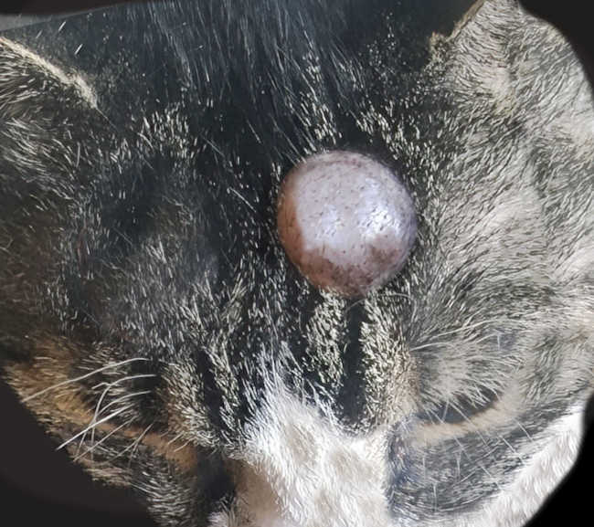 large cyst on cat head