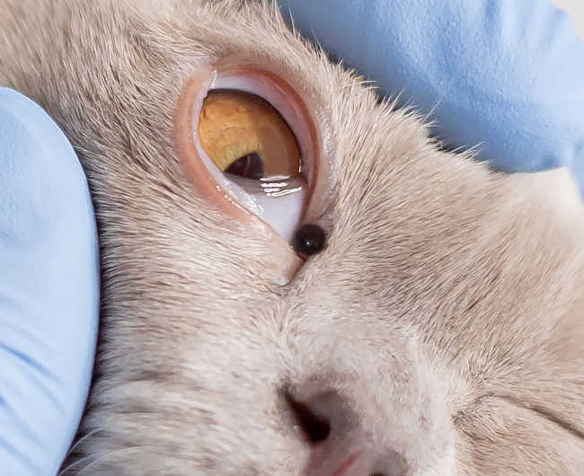 cyst on a cat's eye