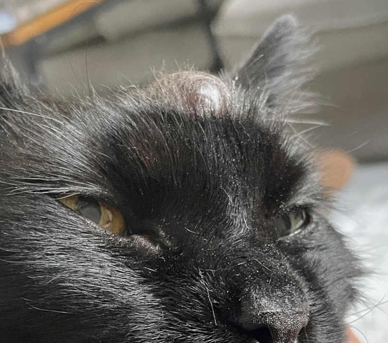 cyst on cat's head