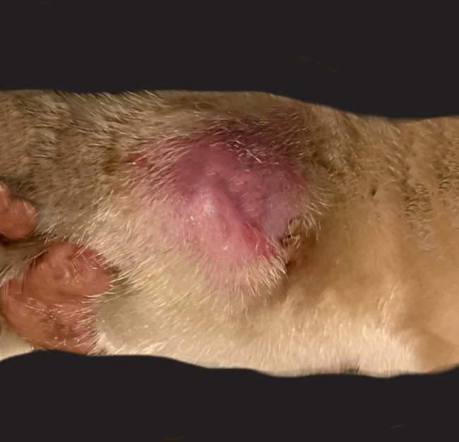 false cyst on cat paw