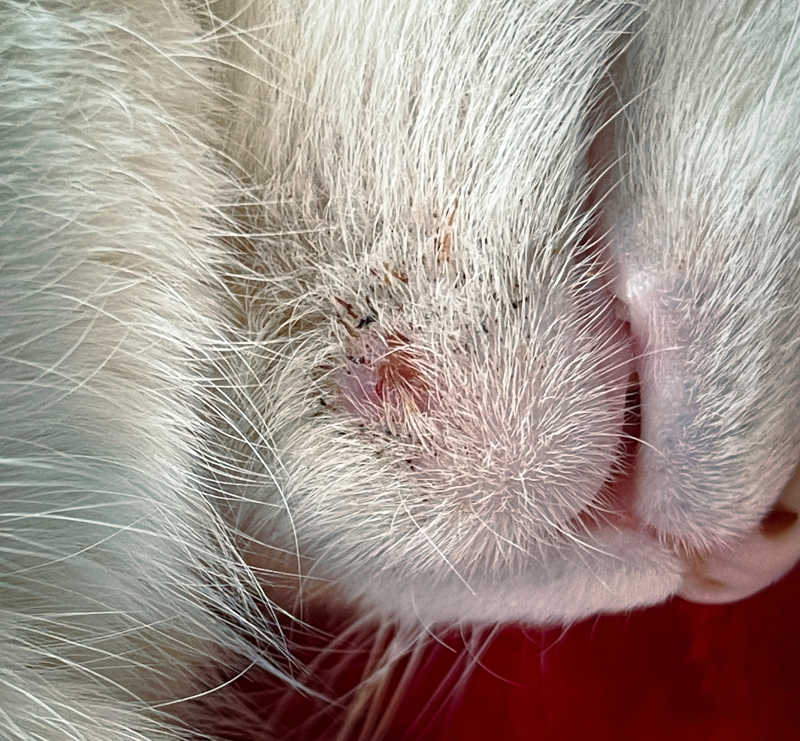 Lumps on Cat's Neck: What Are They and What to Do? - Cat-World