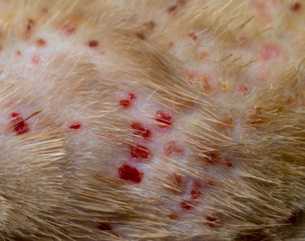dermatology disease at the cat scin with lots of red acne