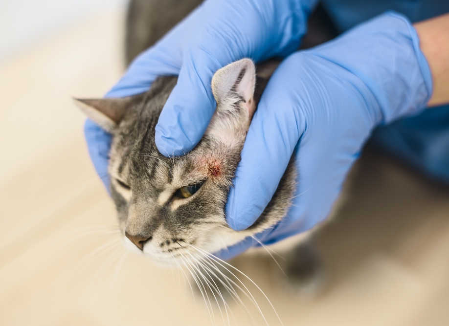 vet inspecting cat with dermatitis