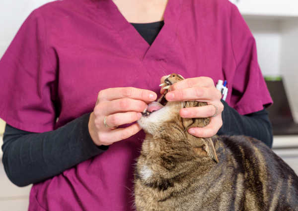Veterinarian administering a deworming pill to a cat