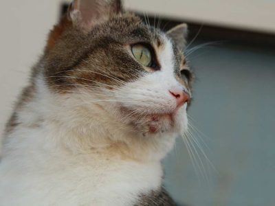 Cat Atopic Dermatitis: Our Vet Explains How to Help Your Cat