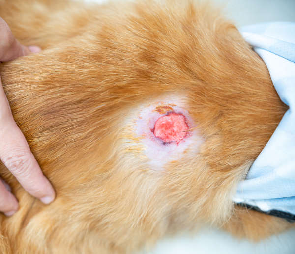 Close up Infected wounds on the cat's skin injured on the body of a ginger cat and having to shave the hair to heal the wound from infection