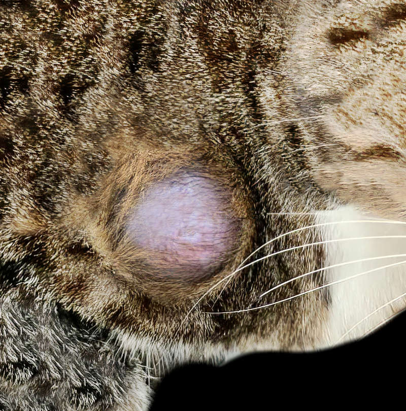 LIPOMA ON CAT