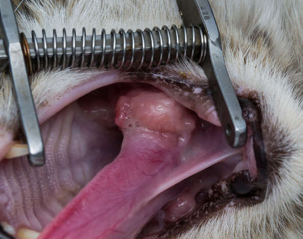 eosinophilic granuloma in the mouth of a cat. Cat with oral tumor.