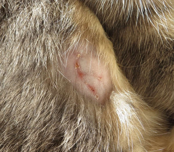 Close up of abscess injury on a tabby cats leg