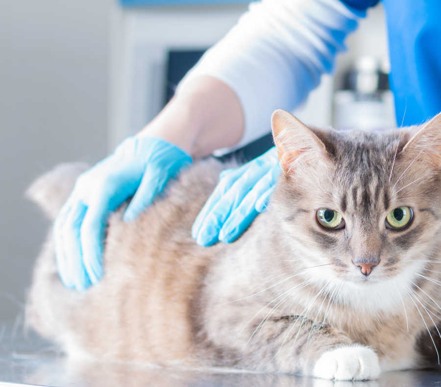 vet inspects a cat's back at the office