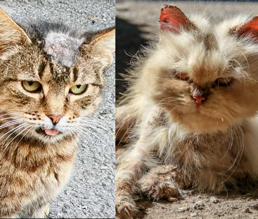 2 cats with candidiasis