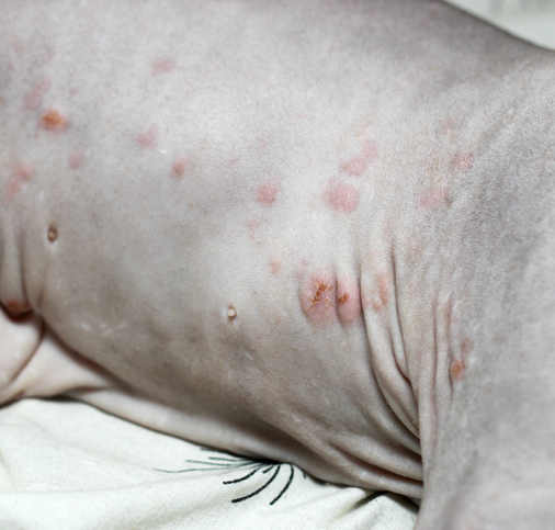 rash and bumps on a Canadian Sphynx cat