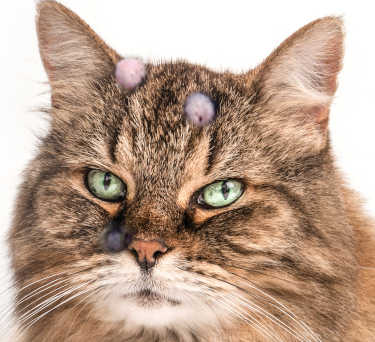 cat with several mast cell tumors on head